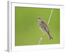 Corn Bunting Perched-null-Framed Photographic Print