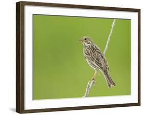 Corn Bunting Perched-null-Framed Photographic Print