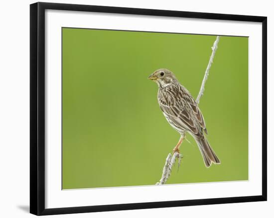 Corn Bunting Perched-null-Framed Photographic Print