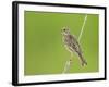Corn Bunting Perched-null-Framed Photographic Print