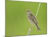 Corn Bunting Perched-null-Mounted Photographic Print