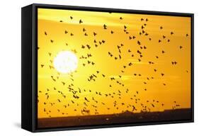 Corn Buntings (Emberiza Calandra) in Flight, Rspb Futurescapes Project, Essex, UK, December-Terry Whittaker-Framed Stretched Canvas