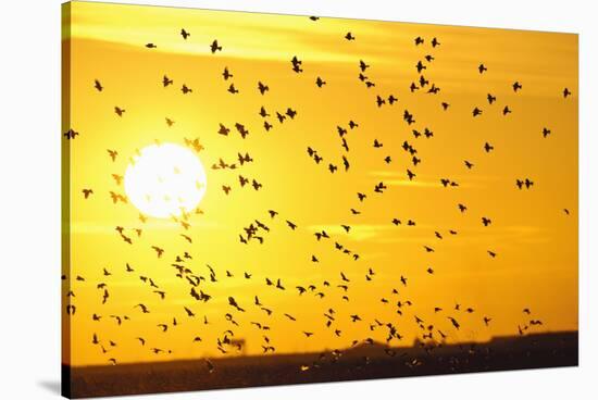 Corn Buntings (Emberiza Calandra) in Flight, Rspb Futurescapes Project, Essex, UK, December-Terry Whittaker-Stretched Canvas