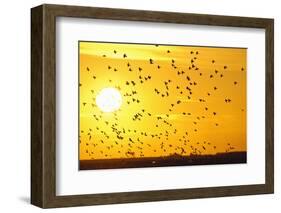 Corn Buntings (Emberiza Calandra) in Flight, Rspb Futurescapes Project, Essex, UK, December-Terry Whittaker-Framed Photographic Print