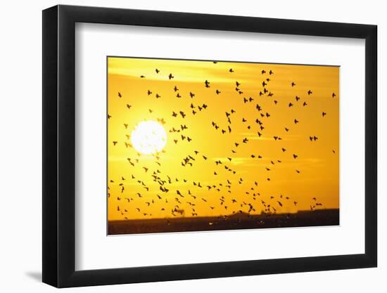 Corn Buntings (Emberiza Calandra) in Flight, Rspb Futurescapes Project, Essex, UK, December-Terry Whittaker-Framed Photographic Print