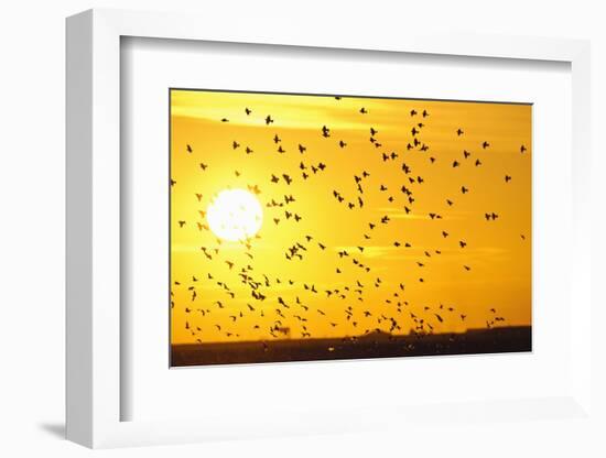 Corn Buntings (Emberiza Calandra) in Flight, Rspb Futurescapes Project, Essex, UK, December-Terry Whittaker-Framed Photographic Print