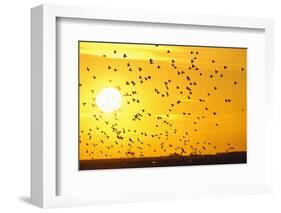 Corn Buntings (Emberiza Calandra) in Flight, Rspb Futurescapes Project, Essex, UK, December-Terry Whittaker-Framed Photographic Print