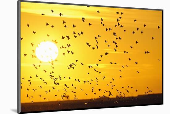 Corn Buntings (Emberiza Calandra) in Flight, Rspb Futurescapes Project, Essex, UK, December-Terry Whittaker-Mounted Photographic Print