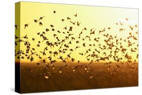 Corn Buntings (Emberiza Calandra) in Flight, Wallasea Island Wild Coast Project, Essex, England, UK-Terry Whittaker-Stretched Canvas