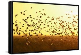 Corn Buntings (Emberiza Calandra) in Flight, Wallasea Island Wild Coast Project, Essex, England, UK-Terry Whittaker-Framed Stretched Canvas