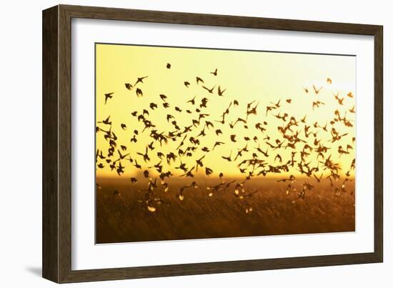 Corn Buntings (Emberiza Calandra) in Flight, Wallasea Island Wild Coast Project, Essex, England, UK-Terry Whittaker-Framed Photographic Print