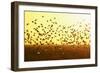 Corn Buntings (Emberiza Calandra) in Flight, Wallasea Island Wild Coast Project, Essex, England, UK-Terry Whittaker-Framed Photographic Print