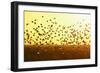 Corn Buntings (Emberiza Calandra) in Flight, Wallasea Island Wild Coast Project, Essex, England, UK-Terry Whittaker-Framed Photographic Print