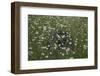 Corn Chamomile (Anthemis Arvensis) in Flower Surrounding a Discarded Old Farm Implement Wheel-Ernie Janes-Framed Photographic Print