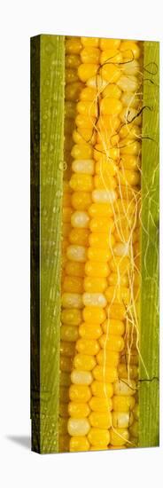 Corn Cob Silk-Steve Gadomski-Stretched Canvas