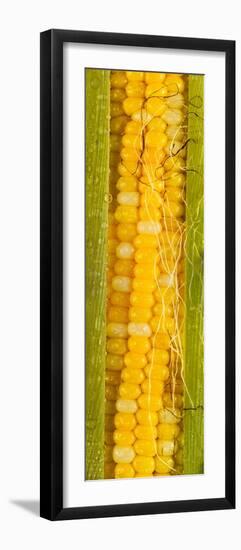 Corn Cob Silk-Steve Gadomski-Framed Photographic Print