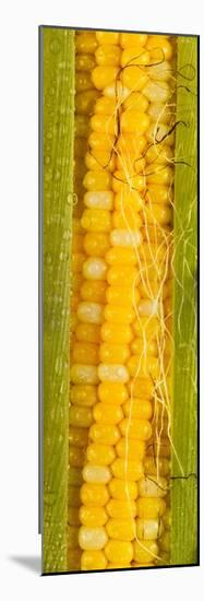 Corn Cob Silk-Steve Gadomski-Mounted Photographic Print