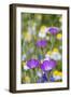 Corn Cockle Meadow-null-Framed Photographic Print