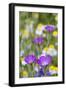 Corn Cockle Meadow-null-Framed Photographic Print