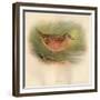 Corn Crake (Crex pratensis), 1900, (1900)-Charles Whymper-Framed Giclee Print