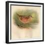 Corn Crake (Crex pratensis), 1900, (1900)-Charles Whymper-Framed Giclee Print