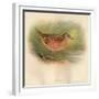 Corn Crake (Crex pratensis), 1900, (1900)-Charles Whymper-Framed Giclee Print