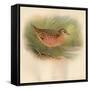 Corn Crake (Crex pratensis), 1900, (1900)-Charles Whymper-Framed Stretched Canvas