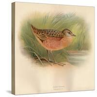 Corn Crake (Crex pratensis), 1900, (1900)-Charles Whymper-Stretched Canvas