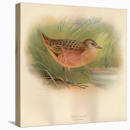 Corn Crake (Crex pratensis), 1900, (1900)-Charles Whymper-Stretched Canvas