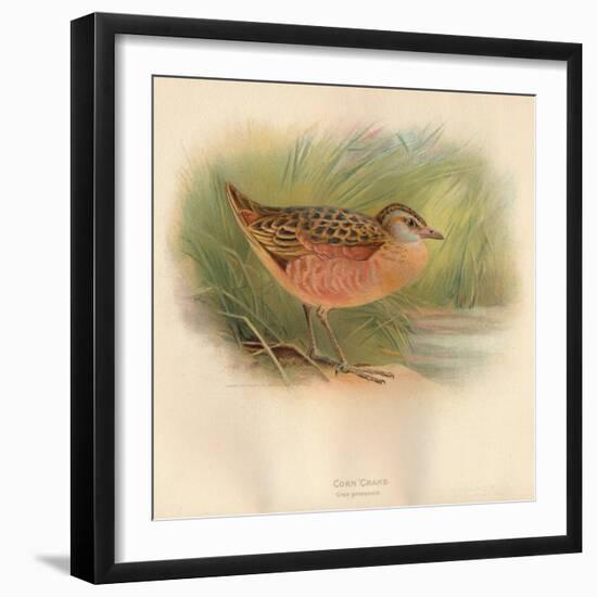 Corn Crake (Crex pratensis), 1900, (1900)-Charles Whymper-Framed Giclee Print