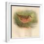 Corn Crake (Crex pratensis), 1900, (1900)-Charles Whymper-Framed Giclee Print