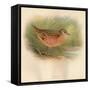 Corn Crake (Crex pratensis), 1900, (1900)-Charles Whymper-Framed Stretched Canvas