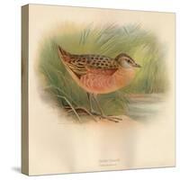 Corn Crake (Crex pratensis), 1900, (1900)-Charles Whymper-Stretched Canvas
