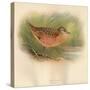 Corn Crake (Crex pratensis), 1900, (1900)-Charles Whymper-Stretched Canvas