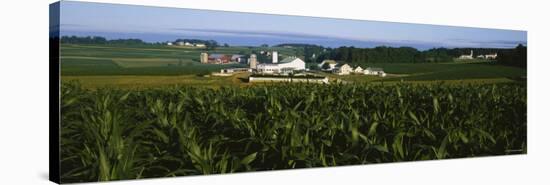 Corn Crop Grown in a Field, Amish Farm, Lancaster County, Pennsylvania, USA-null-Stretched Canvas
