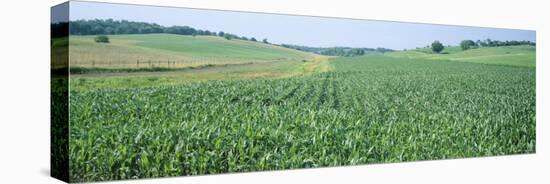 Corn Crop in a Field, Iowa County, Iowa, USA-null-Stretched Canvas