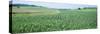 Corn Crop in a Field, Iowa County, Iowa, USA-null-Stretched Canvas