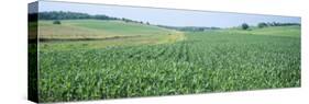 Corn Crop in a Field, Iowa County, Iowa, USA-null-Stretched Canvas