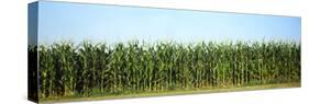 Corn crop in a field, Wisconsin, USA-null-Stretched Canvas