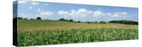 Corn Crop in a Field, Wyoming County, New York State, USA-null-Stretched Canvas