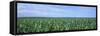 Corn Crop on a Landscape, Kearney County, Nebraska, USA-null-Framed Stretched Canvas