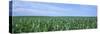 Corn Crop on a Landscape, Kearney County, Nebraska, USA-null-Stretched Canvas