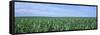 Corn Crop on a Landscape, Kearney County, Nebraska, USA-null-Framed Stretched Canvas