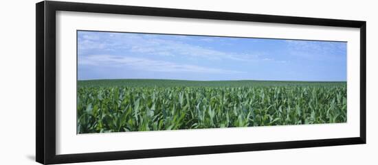 Corn Crop on a Landscape, Kearney County, Nebraska, USA-null-Framed Photographic Print