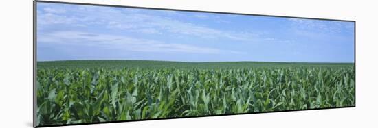 Corn Crop on a Landscape, Kearney County, Nebraska, USA-null-Mounted Photographic Print