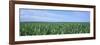 Corn Crop on a Landscape, Kearney County, Nebraska, USA-null-Framed Photographic Print