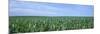 Corn Crop on a Landscape, Kearney County, Nebraska, USA-null-Mounted Photographic Print