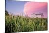 Corn Crop-Donnie Quillen-Stretched Canvas