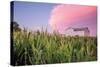 Corn Crop-Donnie Quillen-Stretched Canvas