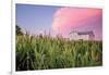 Corn Crop-Donnie Quillen-Framed Art Print